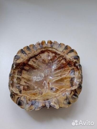 Пепельница из панциря черепахи