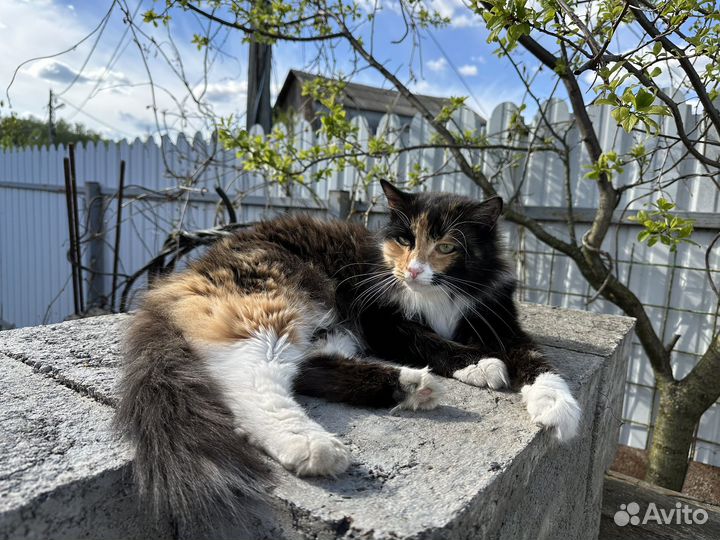 Кошка в добрые руки