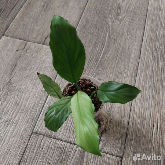 Спатифиллумы сортовые