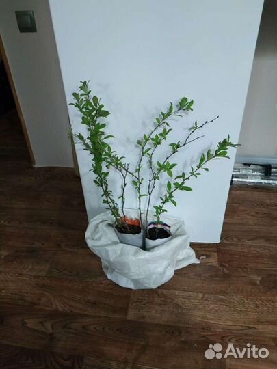 Саженцы барбариса сорт Сибирский