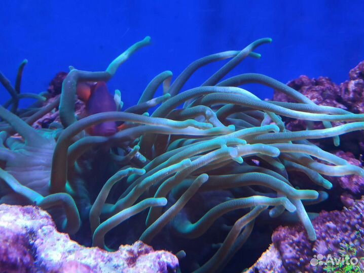 Актиния магнифика пепельно зелёная ультра Грин Xl