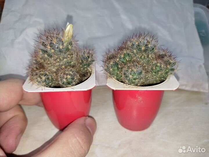 Маммиллярия побегоносная (два сорта) + м. Гана