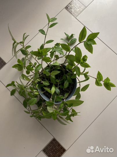 Традесканция