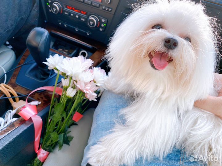 Мальтезе вязка мини