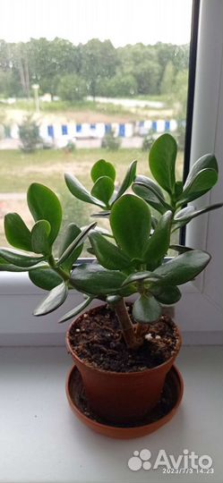 Бальзамин,Толстянка,фикус Бенджамина и другие