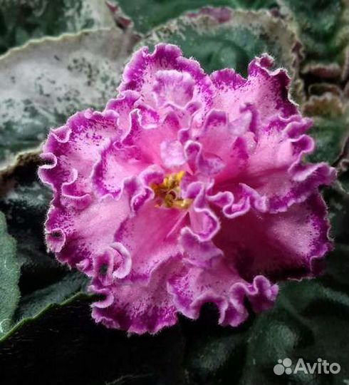 Детки сортовых фиалок