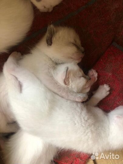 Котята в добрые руки