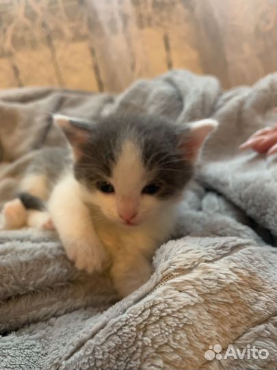 Котята отдам даром