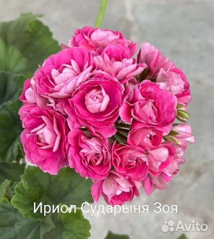 Ириол сударыня зоя фото и описание