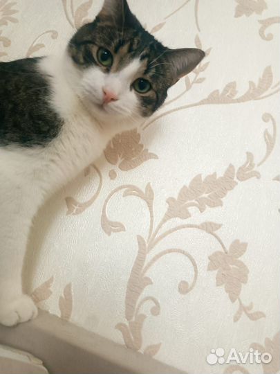 Санёк / котёнок / кот симпатичной наружности