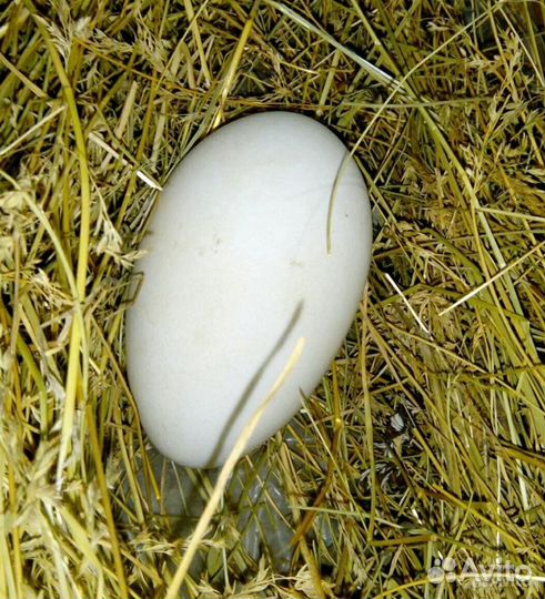 Утята,гуси, индюшка,петух