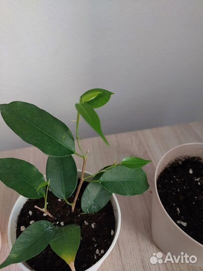 Фикус бенджамина отросток укорененный
