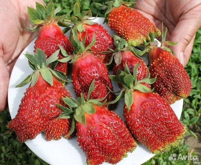 Рассада клубники