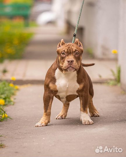 Амбулли покет