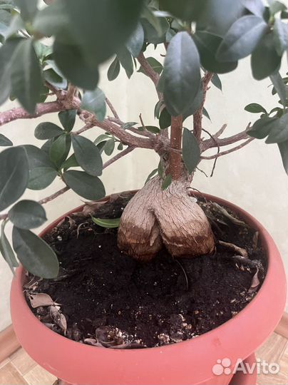 Фикус Микрокарпа (Ficus microcarpa)