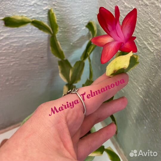 Шлюмбергеры сортовые