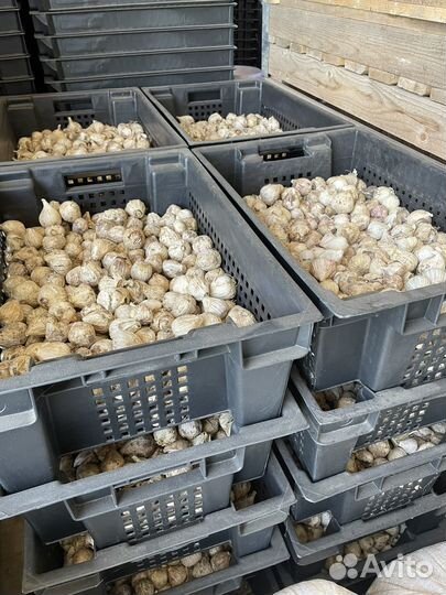 Однозубка чеснока