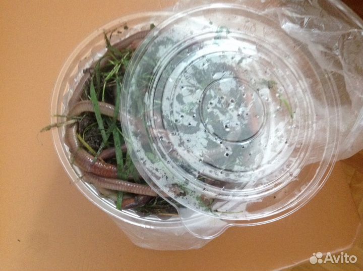 Выползок свежий есть в наличии