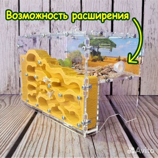 Муравьиная ферма (Новые)