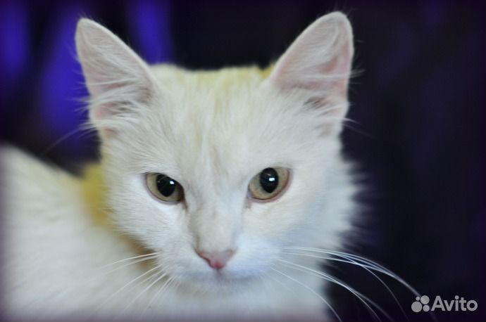 Ангорская кошка Белка в дар