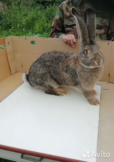 Кролики фландер