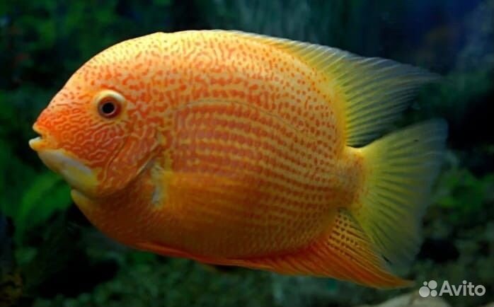 Северумы красноточечные, Черные ножи