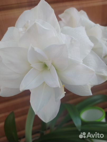 Гиппеаструм амариллис