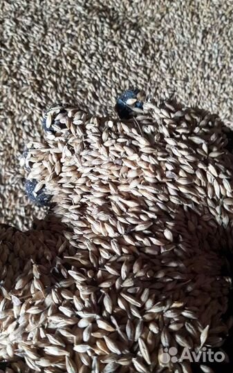 Фуражная кукуруза, Пшеница яровая на корм/посев