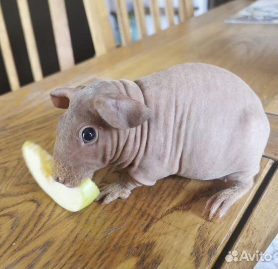 Морская свинка скинни
