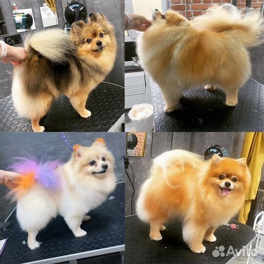 Грумер стрижка собак, обучение