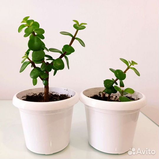 Суккулент Портулакария афра