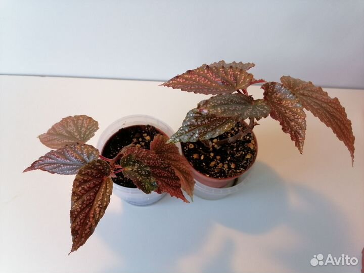 Бегония Arabian Sunset