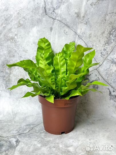 Асплениум диаметр 12 см