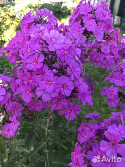 Многолетники синий лён, флокс, хосты