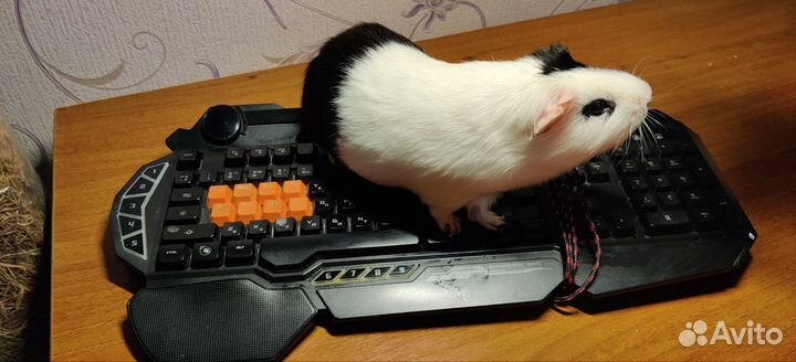 Клавиатура A4tech bloody b318