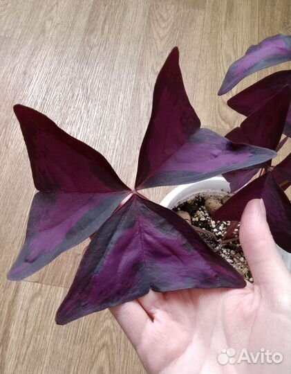 Кислица оксалис