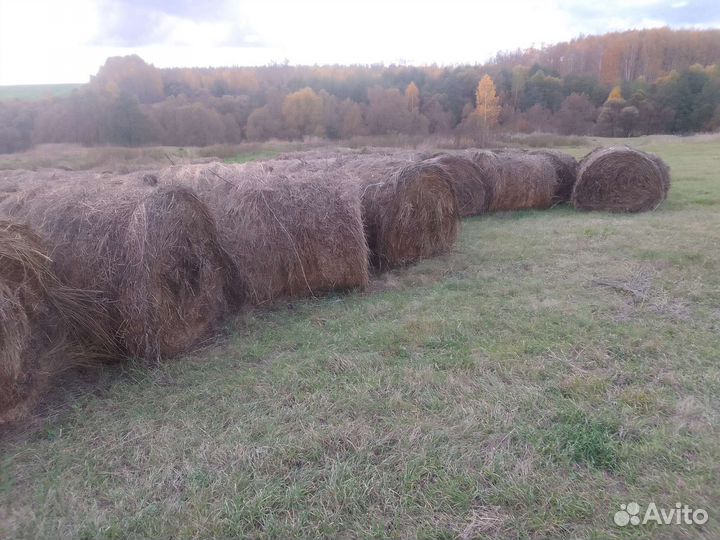 Сено в тюках