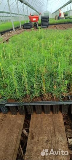 Сеянцы сосны обыкновенной окс от производителя