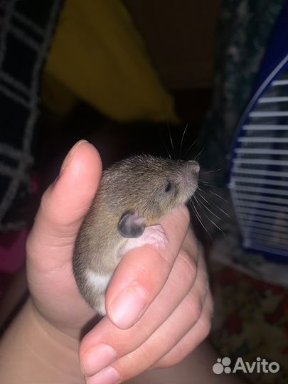 Крыска ручная