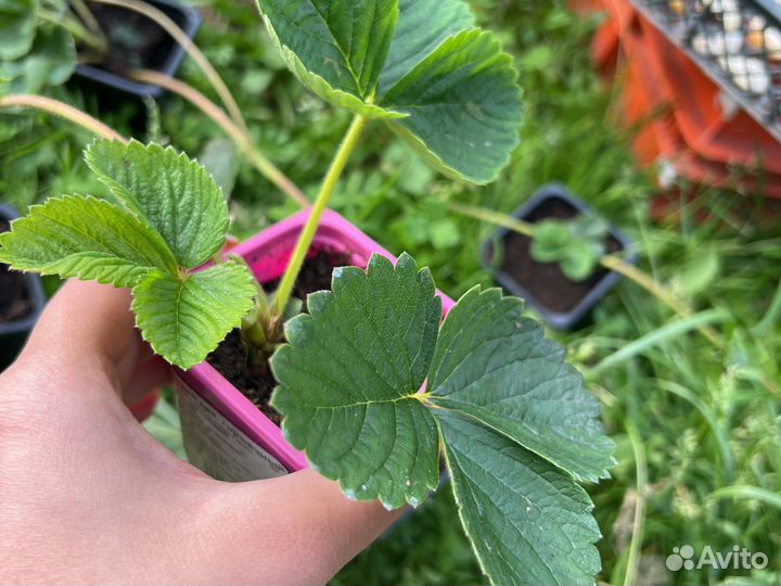 Рассада клубники