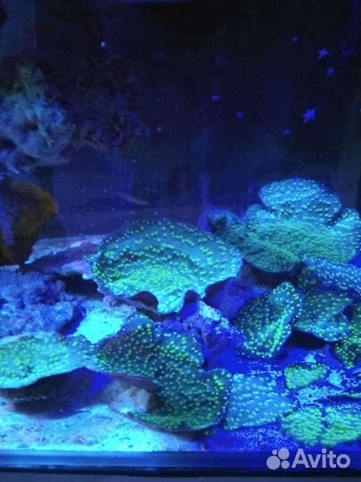 Морской коралл