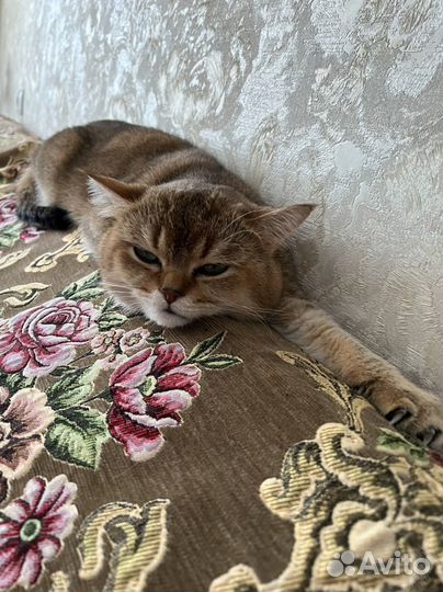 Вязка кота 2000
