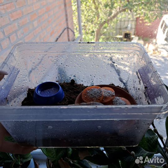 Улитка ахатина фулика