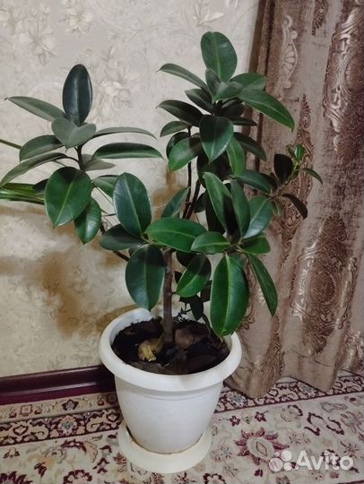 Сансевиерия