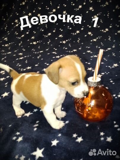 Щенки Джек Рассел терьер