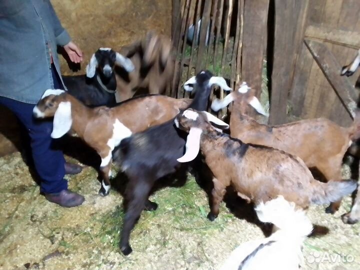Продам молодых козочек