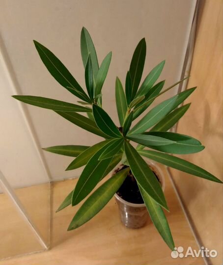 Олеандр махровый