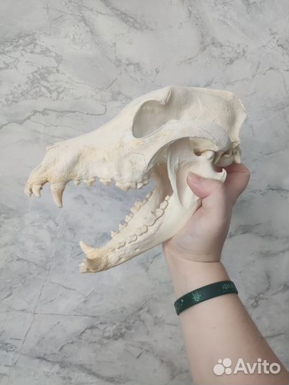 Череп интерьерный