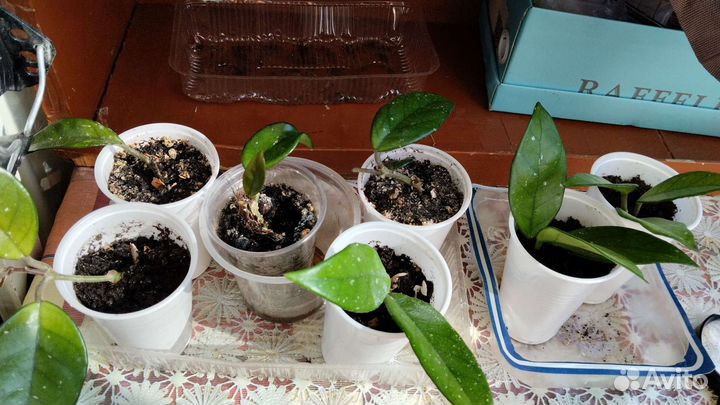 Хойя карноза