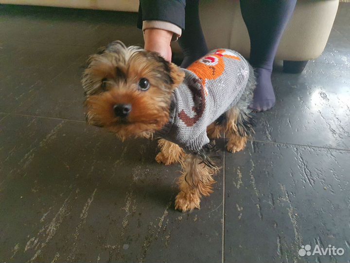 Одежда для маленьких собак